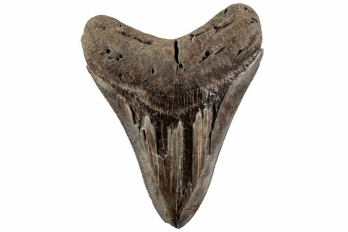 Serrated, Fossil Megalodon Tooth - South Carolina #200820